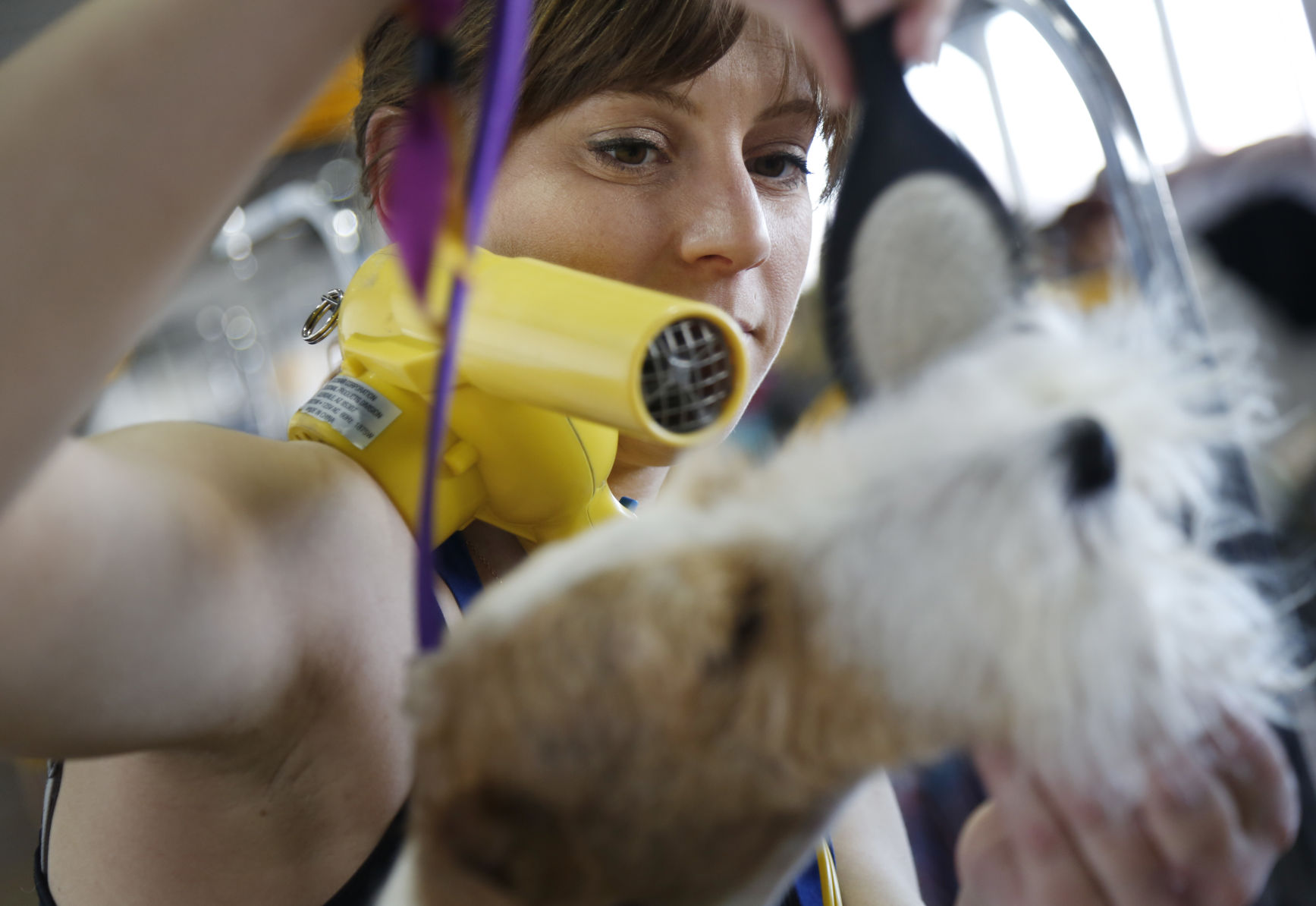 Westminster Dog Show